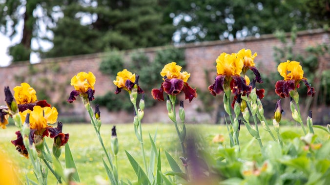 Long stemmed yellow and red flowers